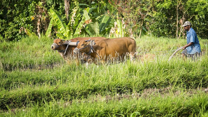 5 Dinge, die du über Indonesien wissen solltest