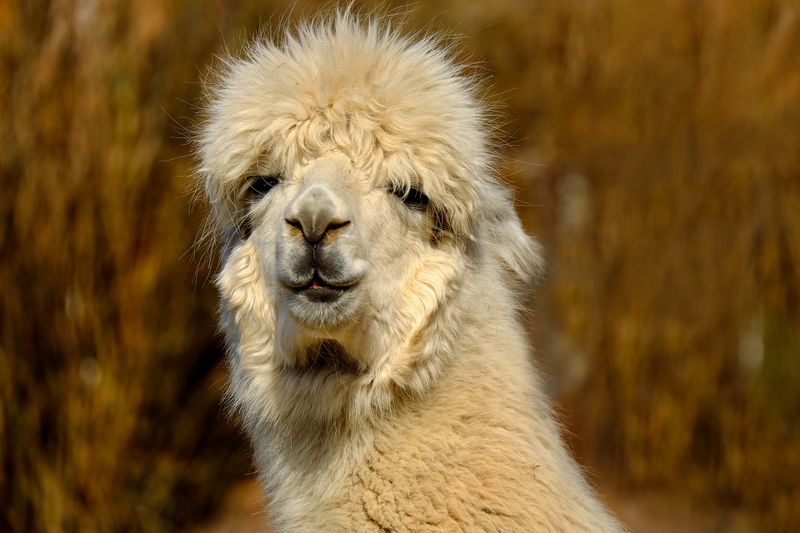 8 Gründe, warum deine nächste Reise nach Peru gehen sollte