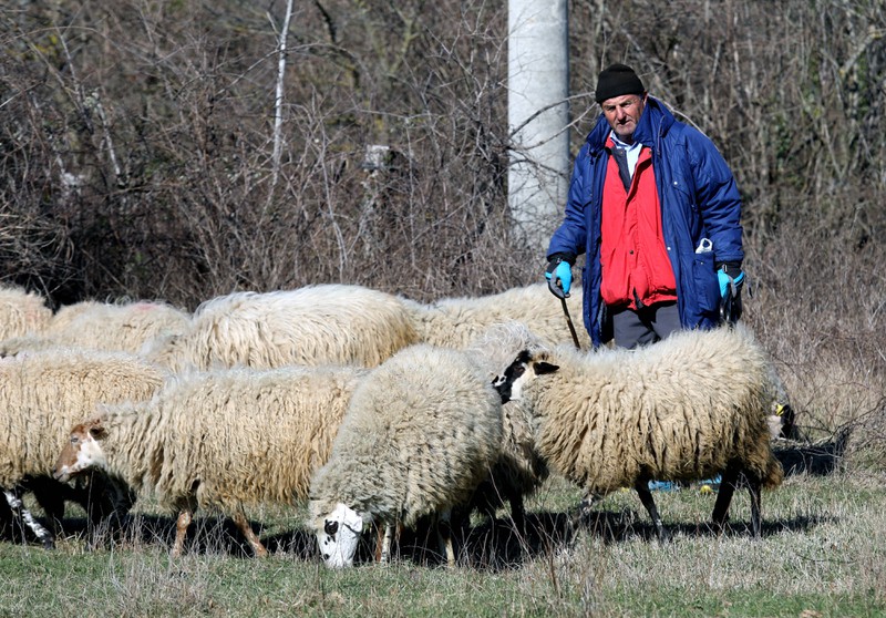 Ein Schäfer hütet seine Schafe