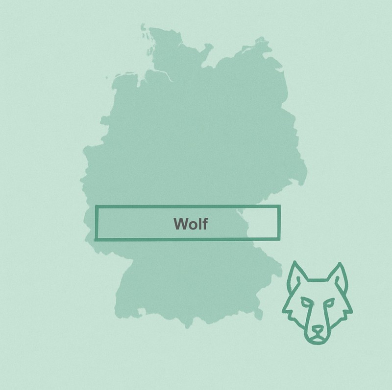 Illustration eines Wolfes.