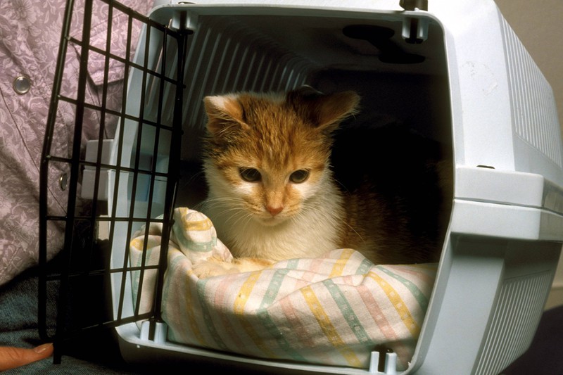 Katze im Gepäck? So transportierst du dein Haustier richtig!