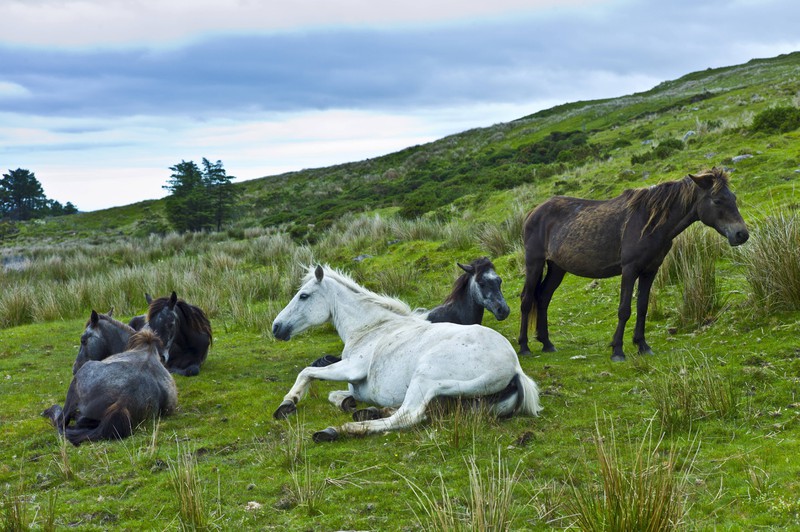 Connemara Ponys in Irland