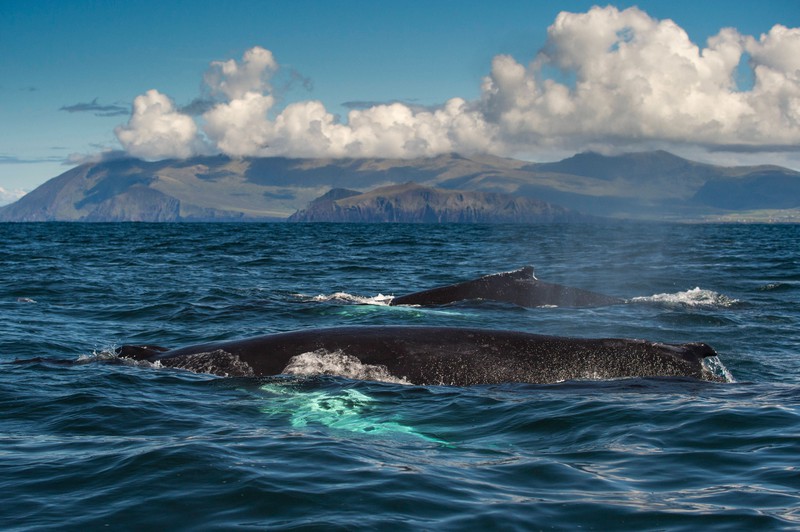 Wale beobachten an der Küste