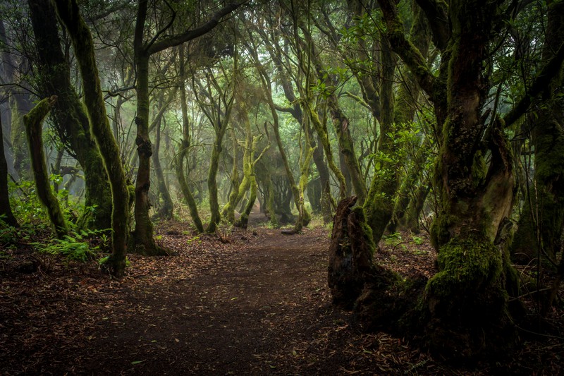 Der Nebelwald Monteverde in Costa Rica erweckt den Anschein, man wäre in einem Märchen gelandet.