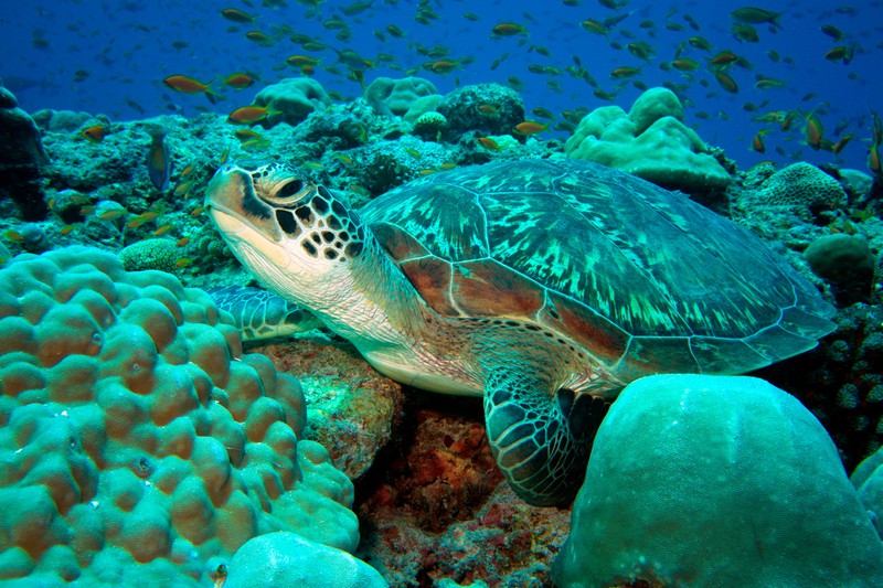 Auf den Malediven kann aus dir ein richtiger Schildkröten-Expertw werden.