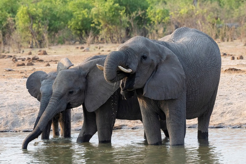 Bei einer Tour in Botswana kannst du nicht nur deine Foto-Skills verbessern, sondern siehst auch noch Elefanten.