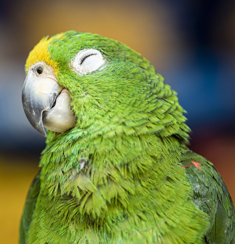 Kolumbiern kann dich mit seiner Vielzahl an Vogelarten wirklich faszinieren.