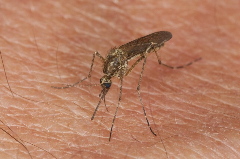 Auch Malaria kann in einigen Gebieten durch Mücken zum ernsthaften Problem werden.