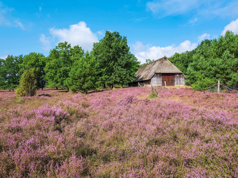 Die Lüneburger Heide erwacht im Sommer zu wunderschönen Farben.