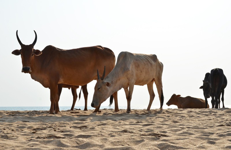 Am Strand in Goa kann man Kühe live erleben.