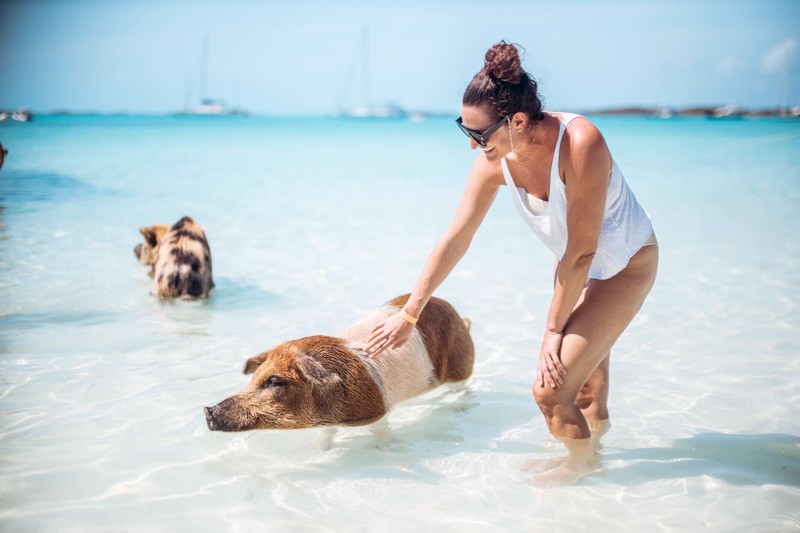 Die Bahamas sind für ihre Schweinchen am Strand bekannt.