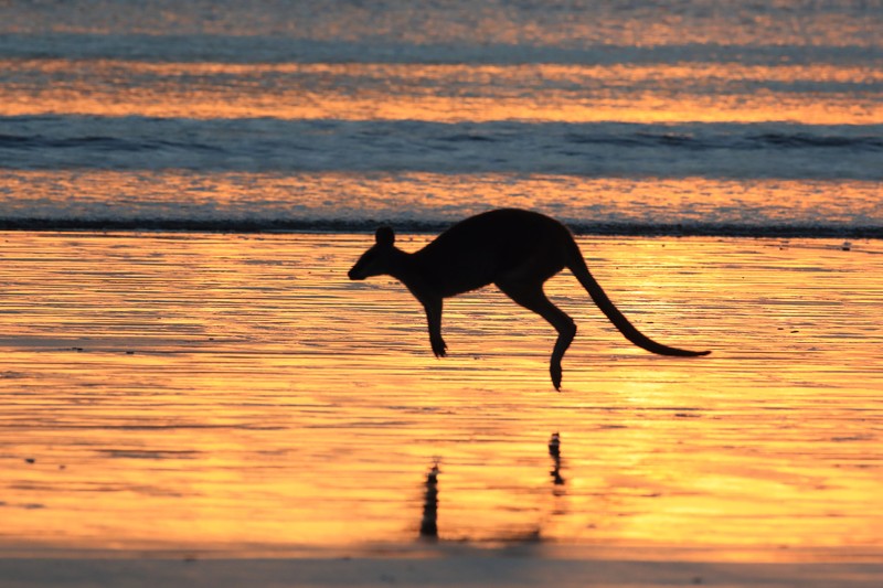 Im australischen Nationalpark kannst du die Beuteltiere am frühen Morgen sehen.