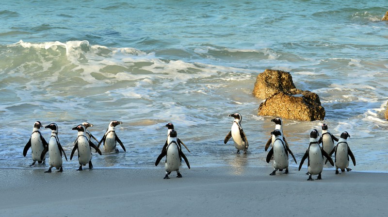 In Südafrika kann man mit Pinguinen toben.