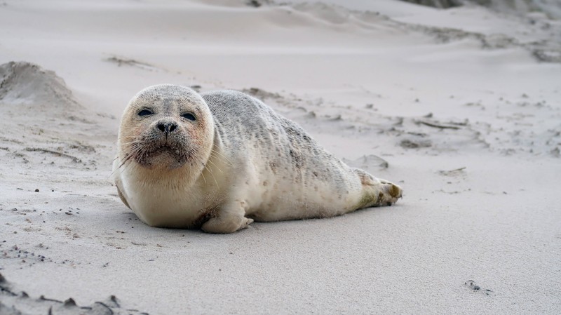 Manche Strände haben viele tolle tierische Bewohner zu bieten.