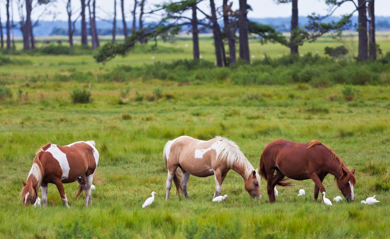 Pferdeliebhaber werden auf der Assateague Island glücklich.