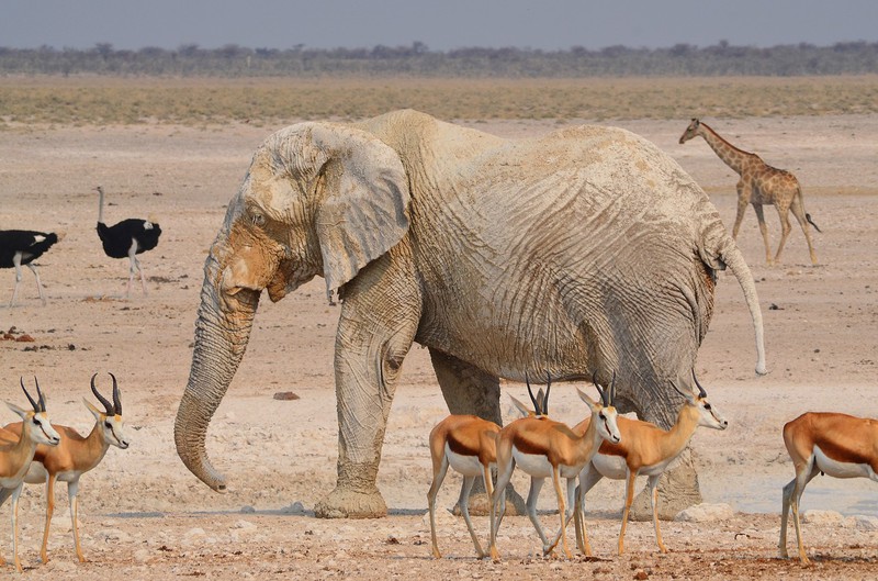 Namibia: Afrika für Einsteiger