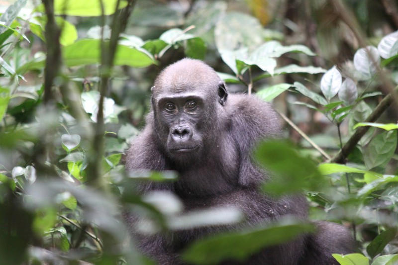 Die Zerstörung des Regenwald hat eine große Tragweite für Pflanzen- und Tierwelt im Kongo