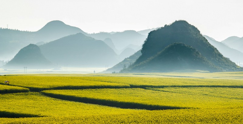 Auch die Rapsfelder in der Provinz Yunnan sind eine echte Sehenswürdigkeit!