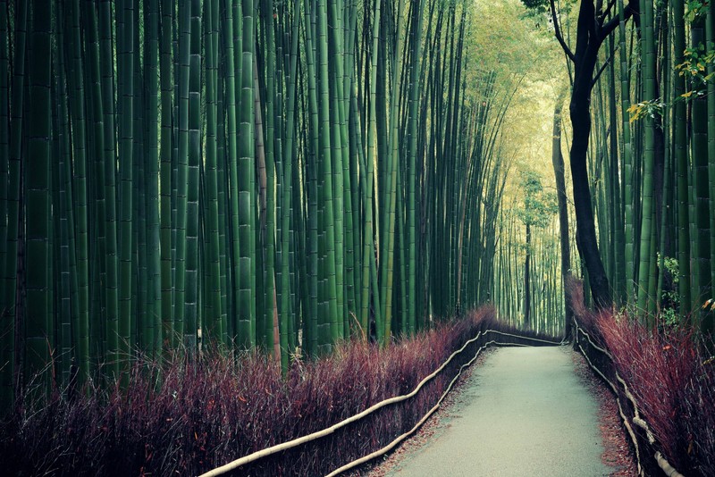 Der Bambuswald in Arashiyama ist eine echte Sehenswürdigkeit!