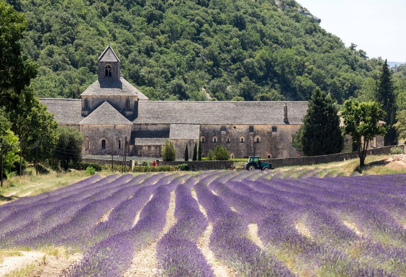 Die Lavendelfelder in Frankreich sind eine echte Sensation!