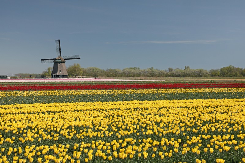 Holland ist zurecht für seine wunderschönen Tulpenfelder bekannt.