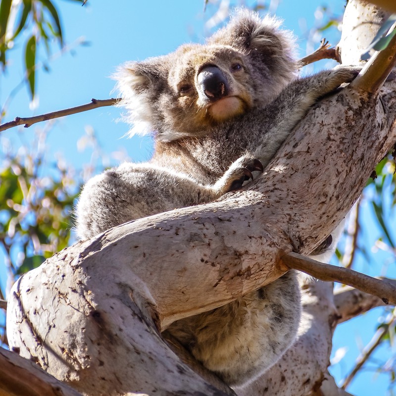 Man sieht einen Koala und es geht um ein Länder Quiz.