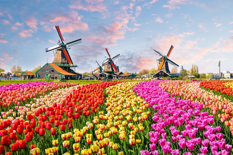 Die berühmten Tulpenfelder vor Windmühlen