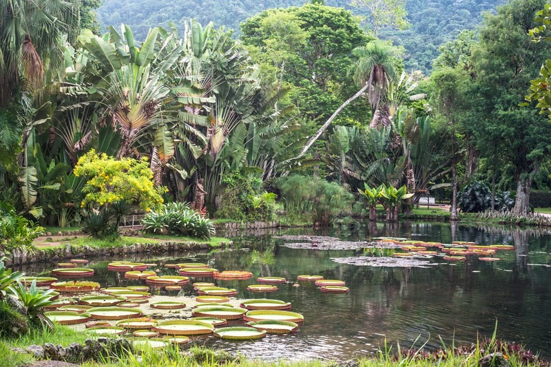 Der Botanische Garten von Rio de Janeiro