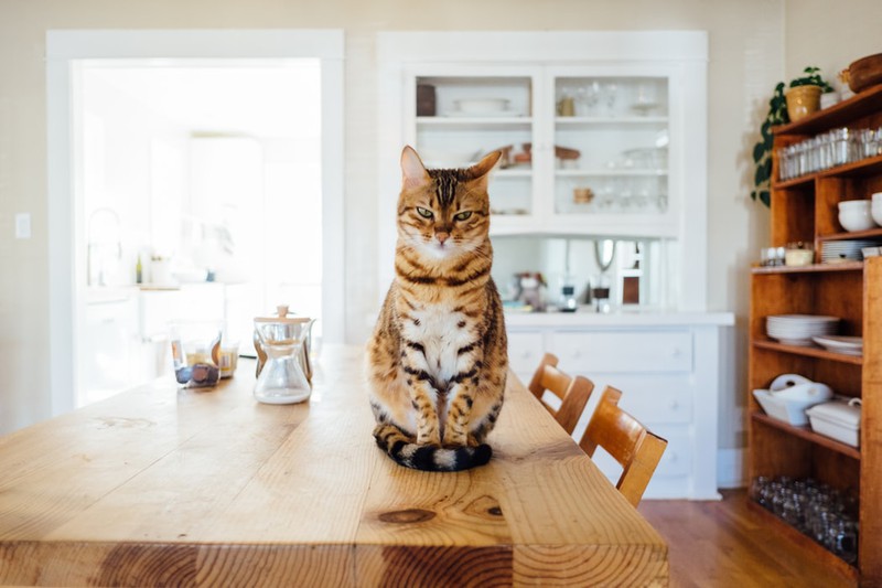 Katze, die in der Küche sitzt