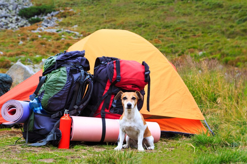 Hund bewacht ein Zelt mit Rucksäcken