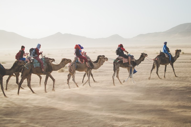 Kamele in Sahara
