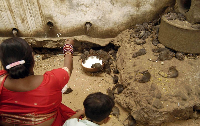 Im Karni-Mata-Tempel sammeln sich Ratten, die als Wiedergeburten toter Seelen gesehen werden.
