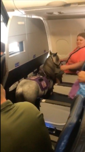 Diese Frau nimmt einfach mal ein Pferd mit ins Flugzeug.