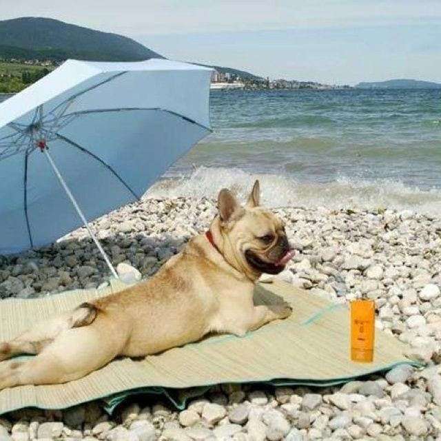 Der Hund liegt lustig am Strand
