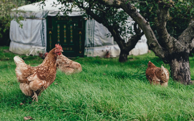 Besuche auf dem Bauernhof ist eine Aktivität, die man mit Kindern machen kann