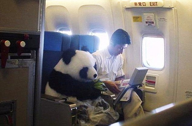 Der Passagier nimmt seinen Panda mit auf Reisen.