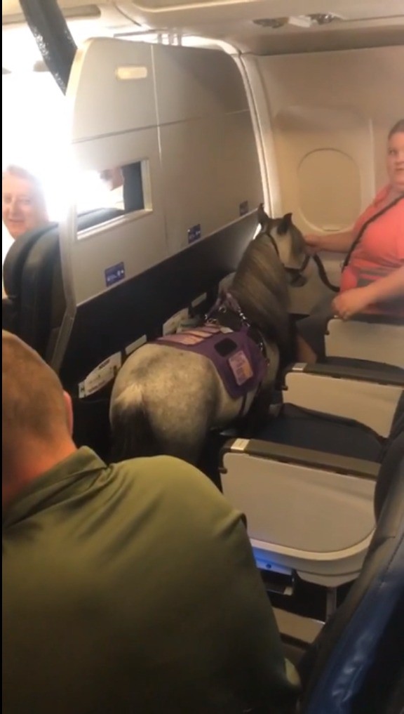 Es ist verrückt wenn ein Pferd mit Menschen in einem Flugzeug fliegt
