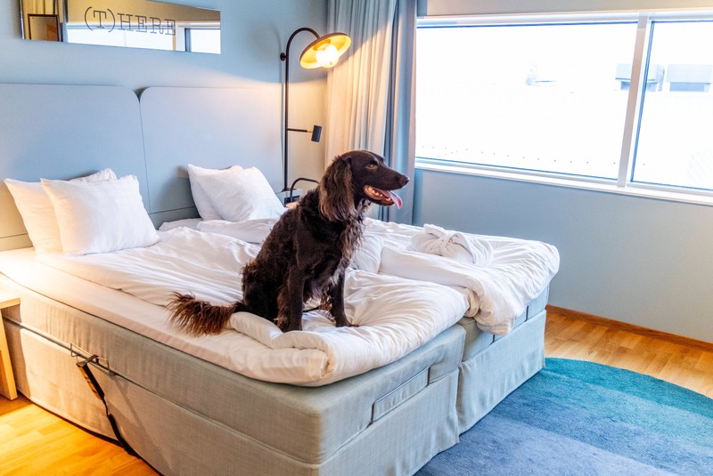 Es gibt auch Hotels, in denen Tiere erlaubt sind.