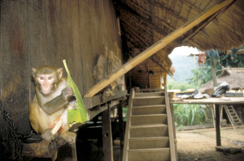 Ein Affe vor einer Hütte, der die Hotelgäste hinters Licht führen will