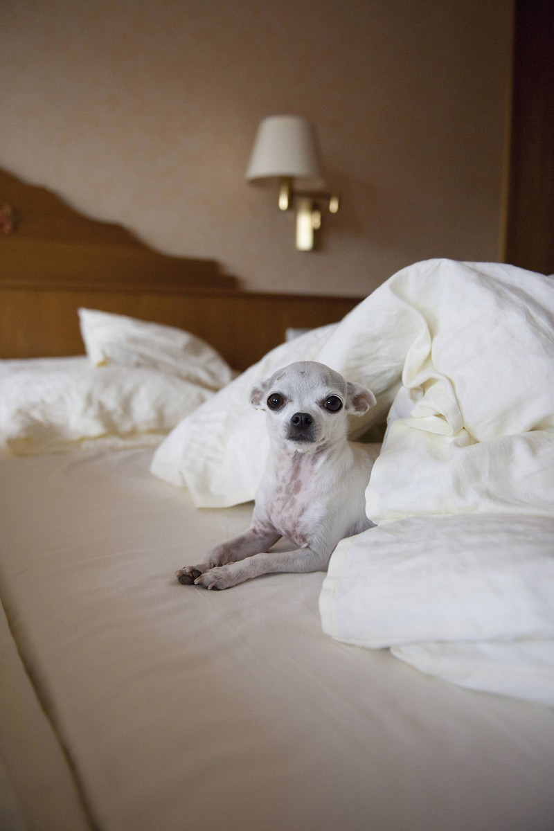 Ein kleiner Hund, der im Hotel extra Wünsche erhält. Wenn der Besitzer reich und berühmt ist