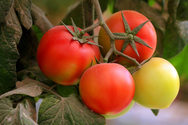 Bei Tomaten solltest du darauf achten, dass die Pflanze auch wirklich ausgereift ist und somit kein Solanin enthält.