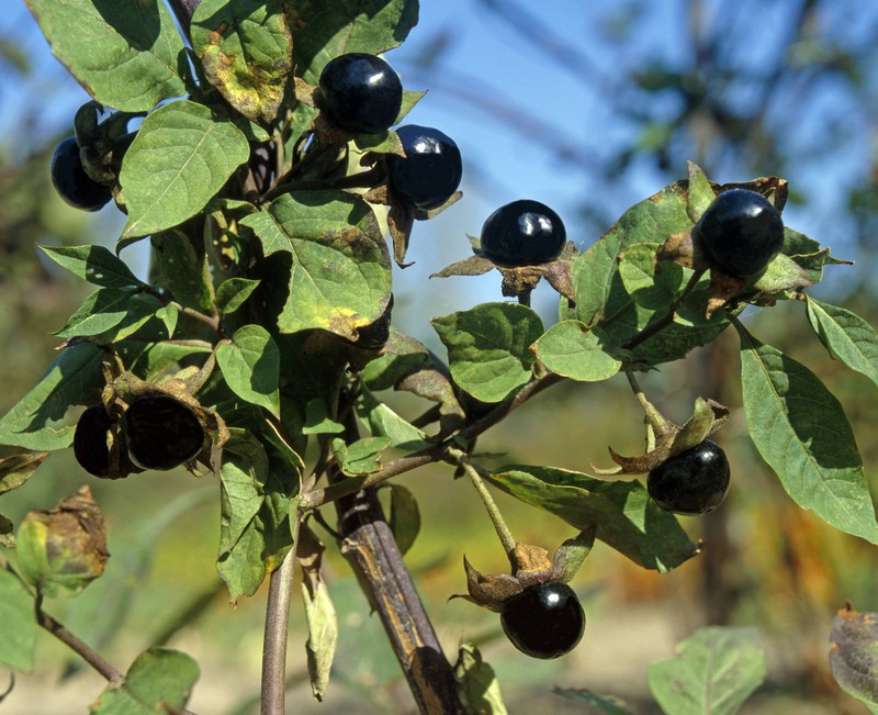 Die Schwarze Tollkirsche ist schon seit dem Mittelalter als Heilpflanze bekannt.