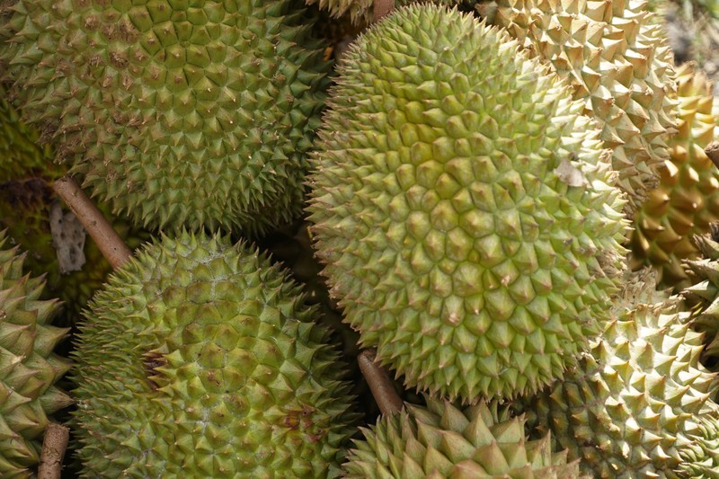 Die Durian Frucht ist eine Delikatesse, die definitiv nicht jeder probieren wollte nachdem er sie gerochen hat.
