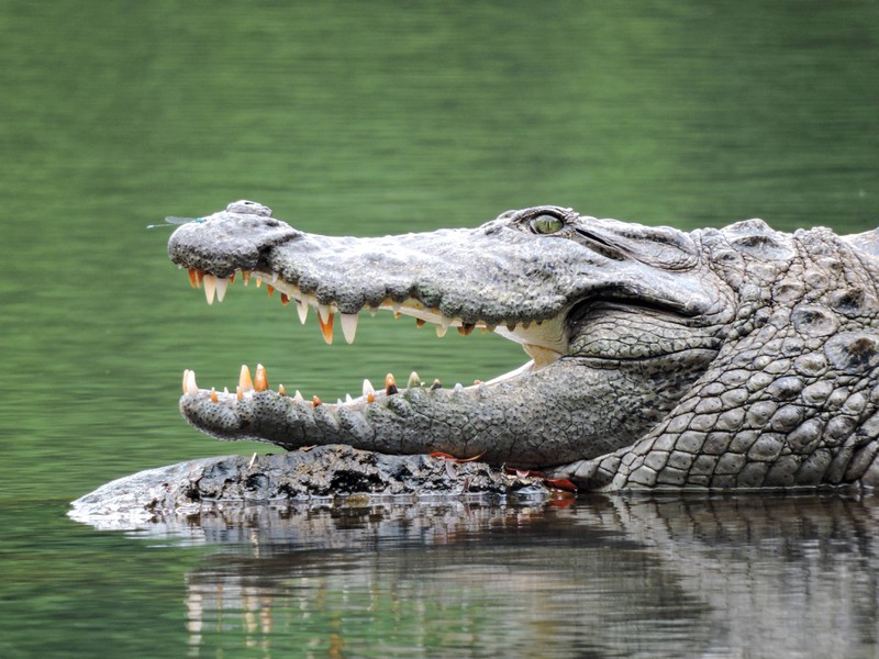 Was es alles gibt: Krokodile, sind eine beliebte Delikatesse in Australien.