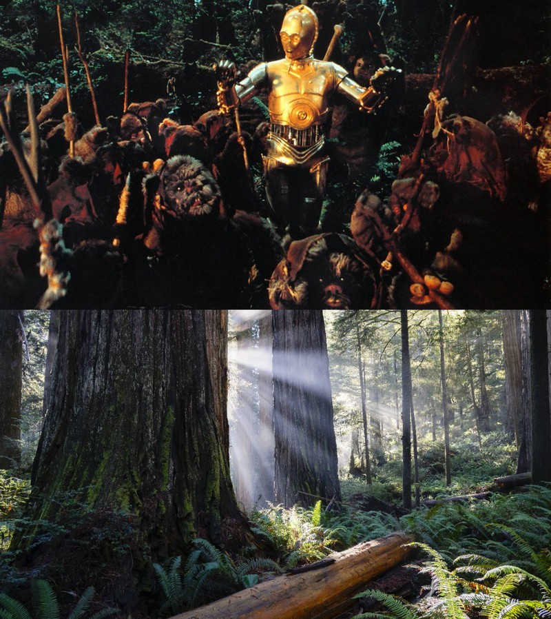 Der Redwood Nationalpark diente als Drehort für den Heimatplaneten der Ewoks.