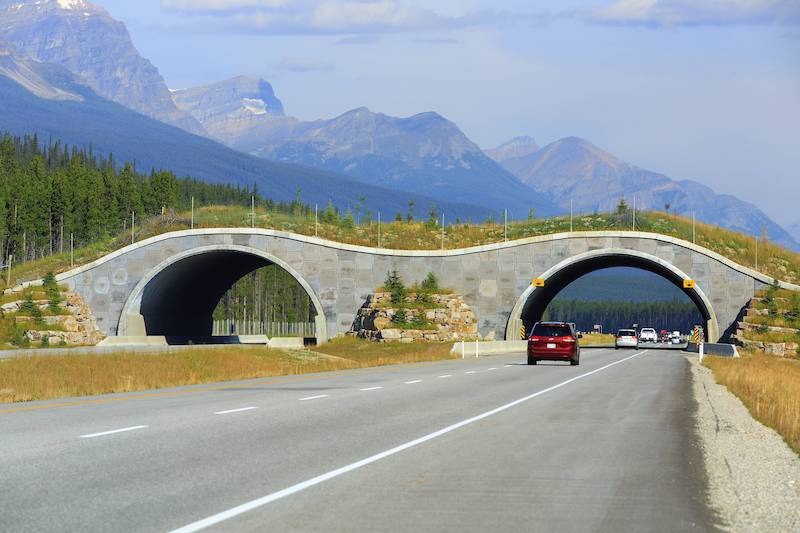 Die Wildlife Bridge in Kanada hilft den Tieren, sicher die Autobahn zu überqueren.