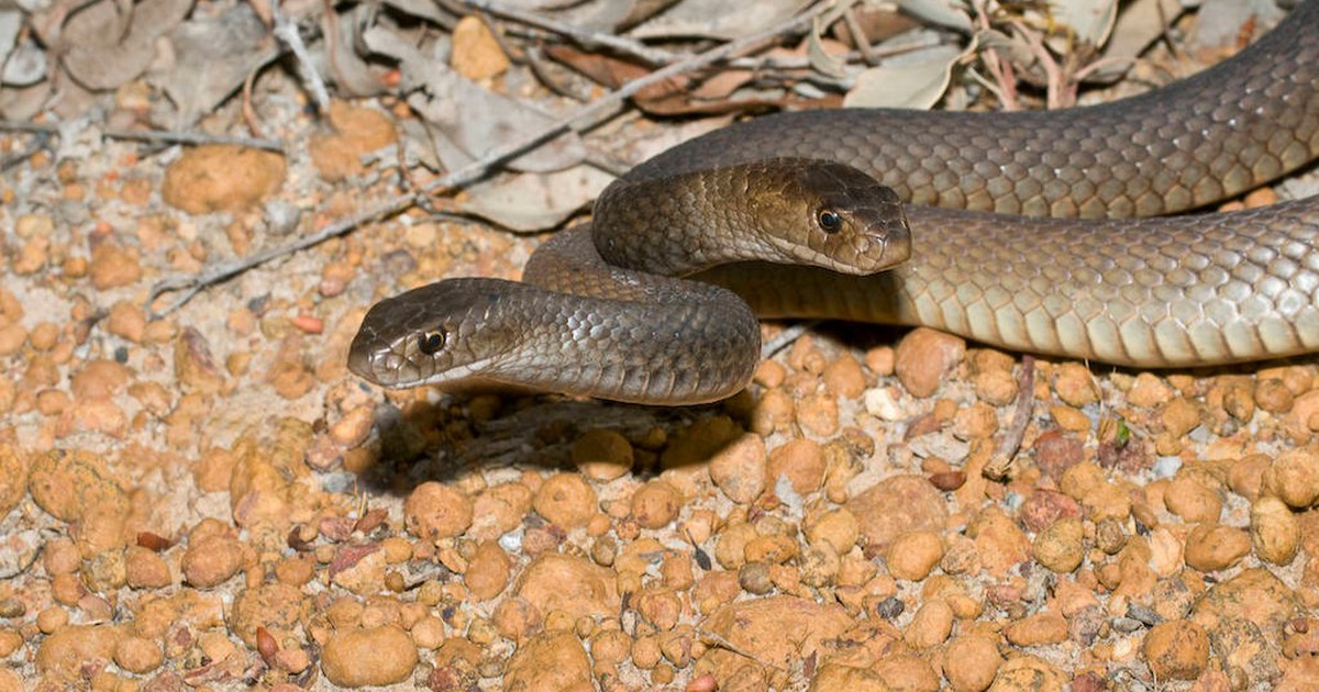 Unglaublich! Franzose wurde in Australien von Schlange getötet, ohne es zu merken.