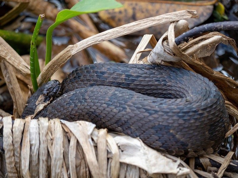 In Australien sterben jährlich 1-2 Menschen an einem Schlangenbiss.