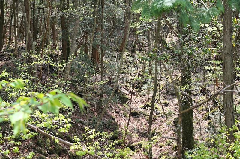 Der Aokigahara Wald soll von Geistern heimgesucht sein.