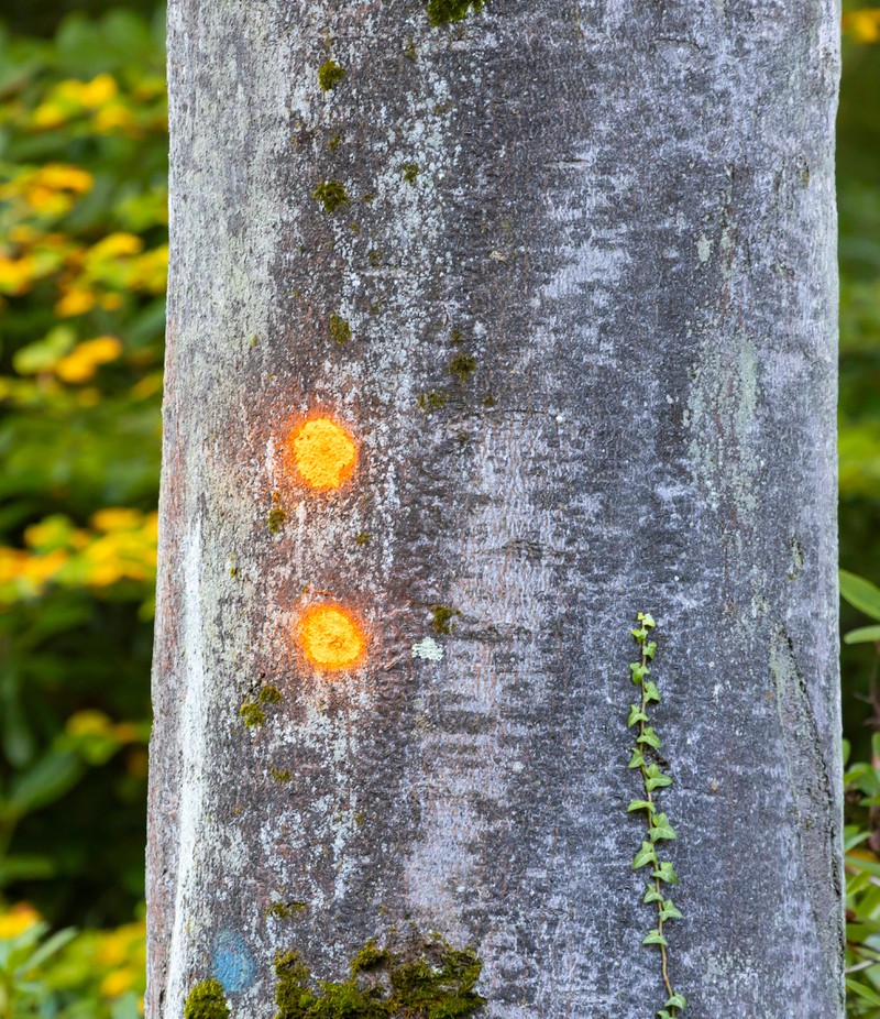 Oft sieht man leuchtende Punkte an Bäumen.